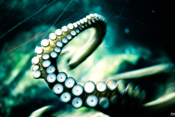 Kraken адрес