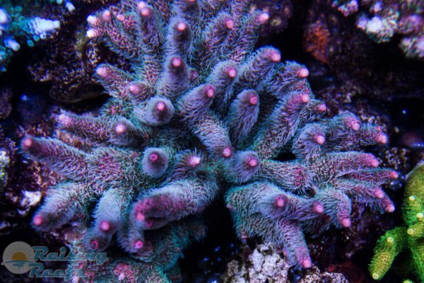 Kraken 24 top