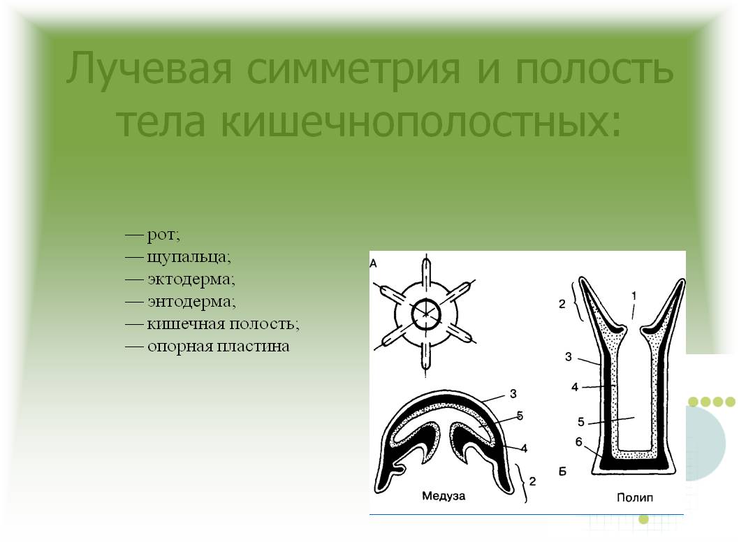 Kraken россия